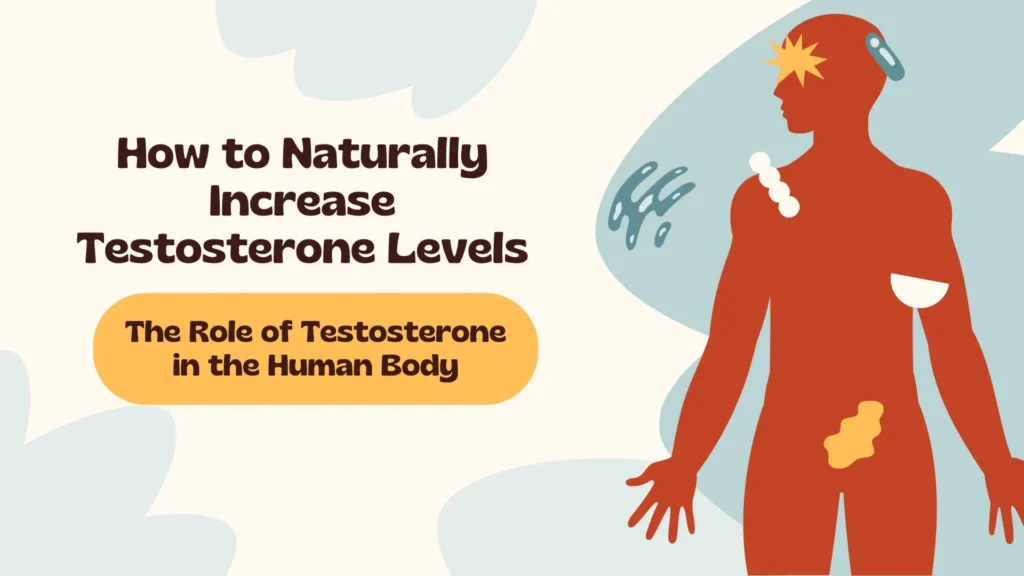 An informative illustration highlighting the role of testosterone in the human body and natural ways to boost its levels.